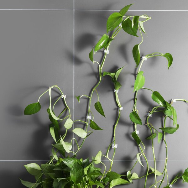 

10pcs Plant Climbing Wall Fixer, White