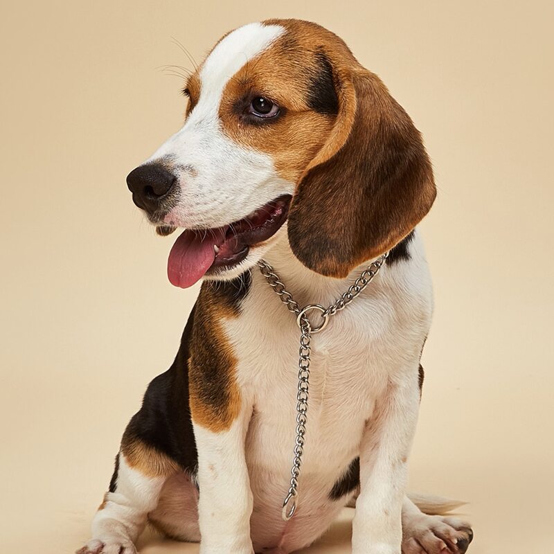 

Stainless Steel Chain Pet Collar, Silver