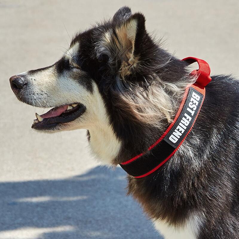 

Letter Graphic Pet Collar, Red