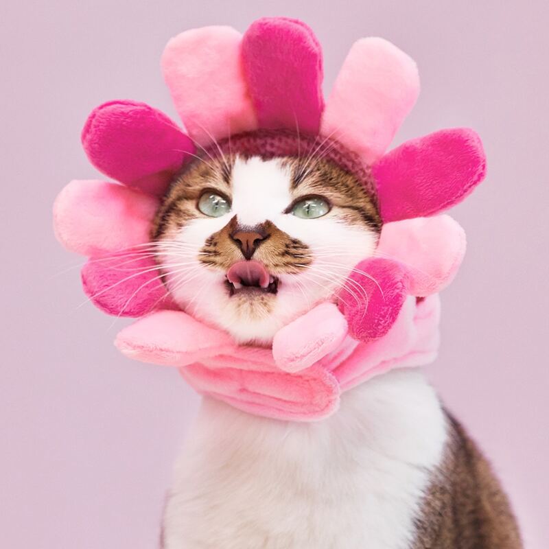 

Flower Design Pet Cap, Pink