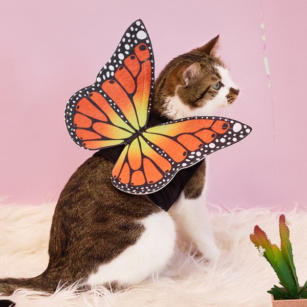 

Butterfly Design Pet Costume, Multicolor