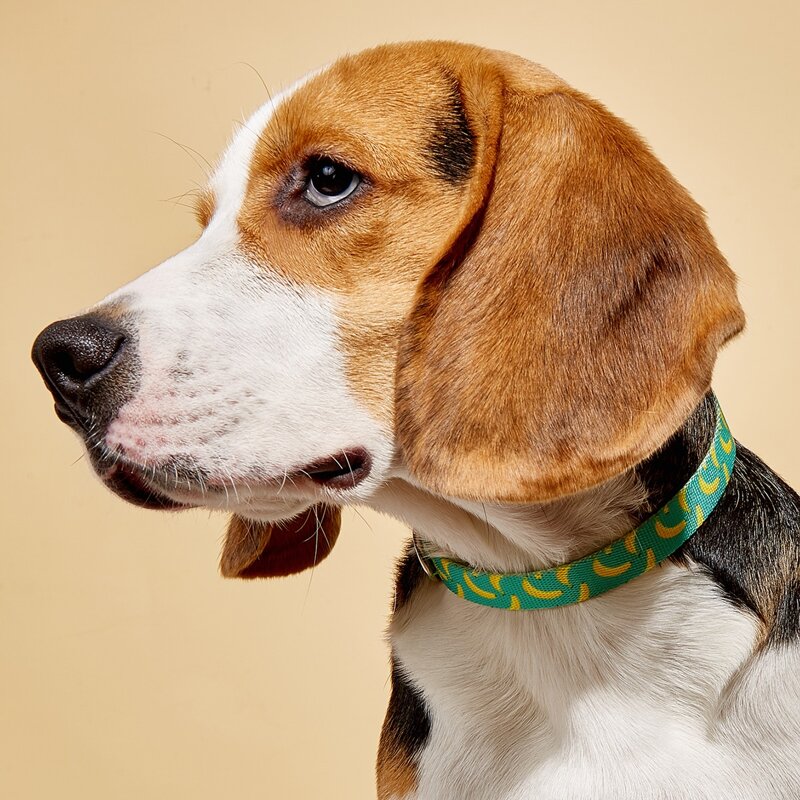 

Graphic Print Dog Collar, Green
