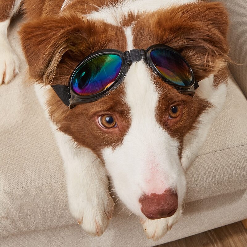 

1pair Minimalist Pet Glasses, Black