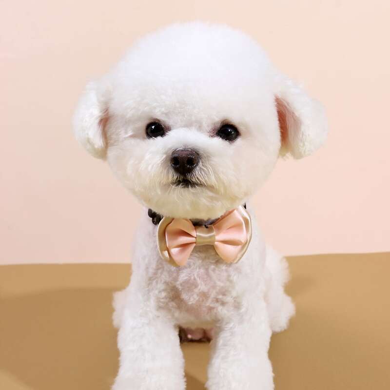 

Colorblock Pet Bow, Multicolor