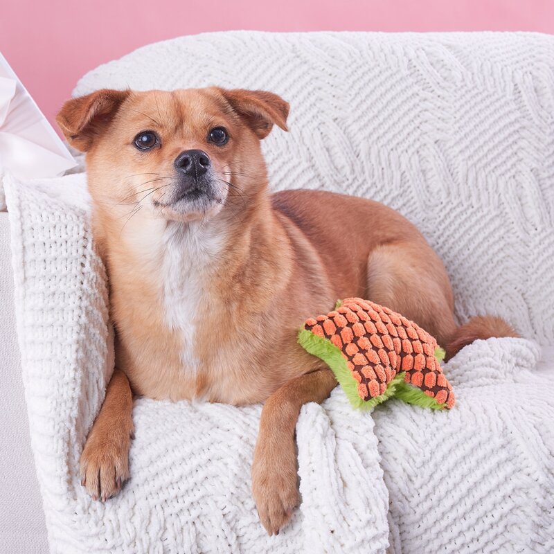 

Star Shaped Pet Sound Toy, Multicolor