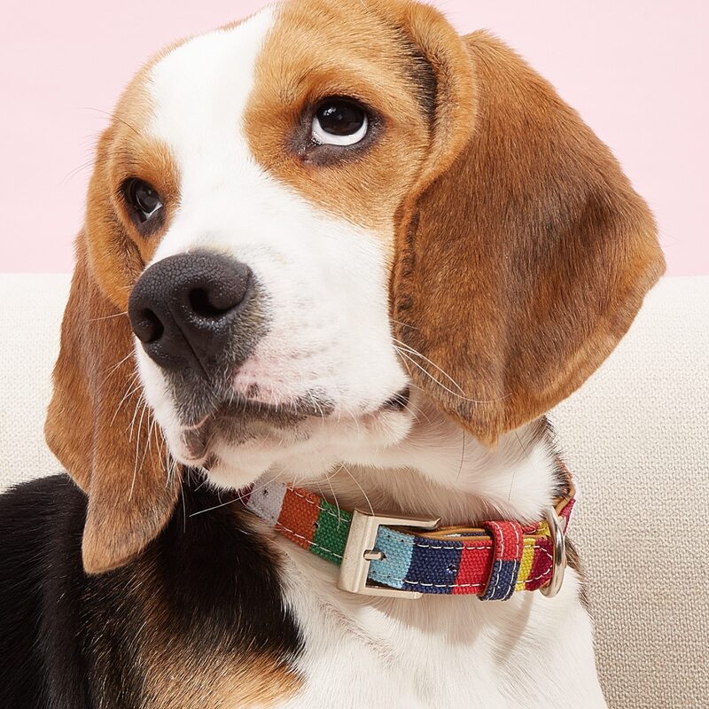 

Colorblock Nylon Pet Collar, Multicolor