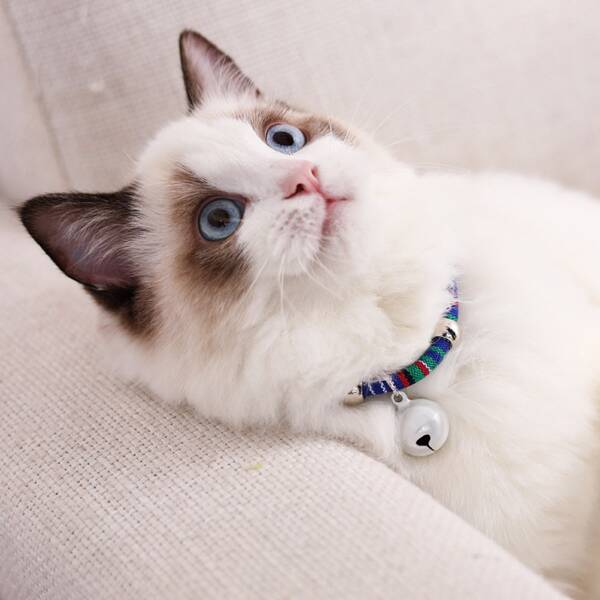 

Heart Pendant Bell Pet Necklace, Multicolor