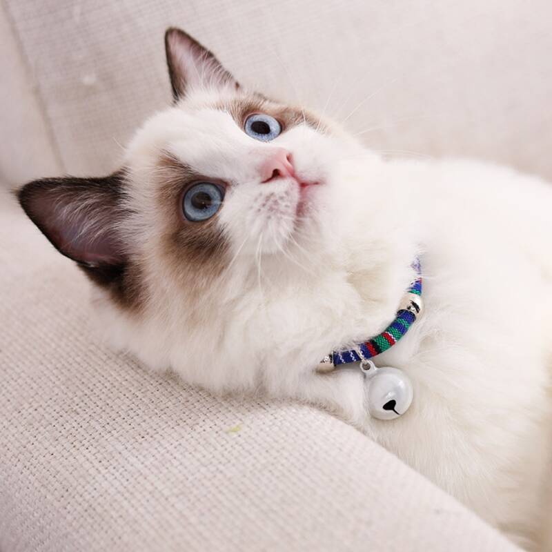 

Heart Pendant Bell Pet Necklace, Multicolor