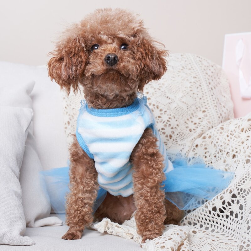 

Striped Pattern Lace Pet Dress, Blue and white