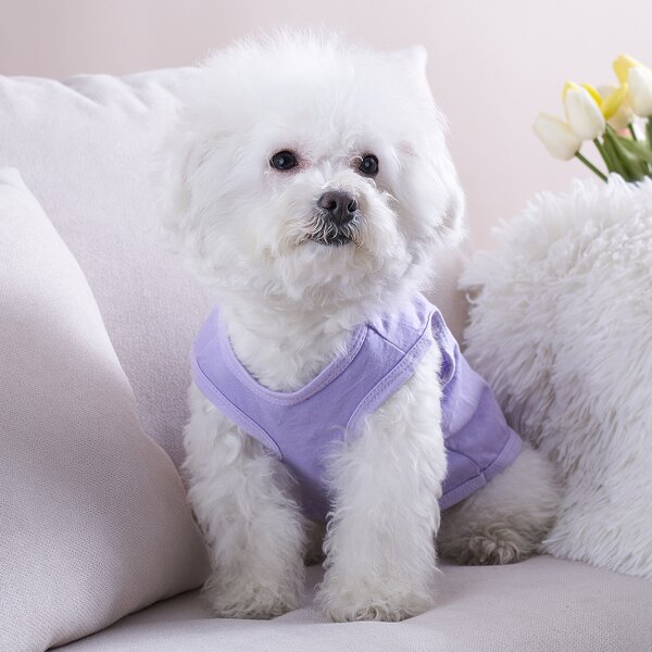 

Slogan Graphic Pet Tank, Purple