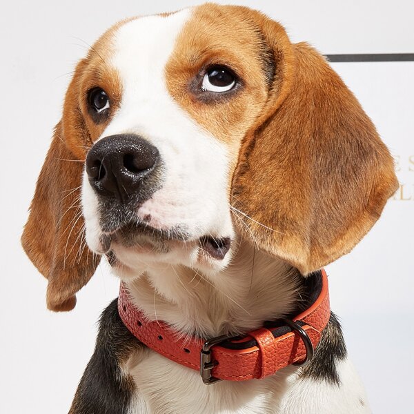 

1pc PU Buckle Pet Collar, Orange