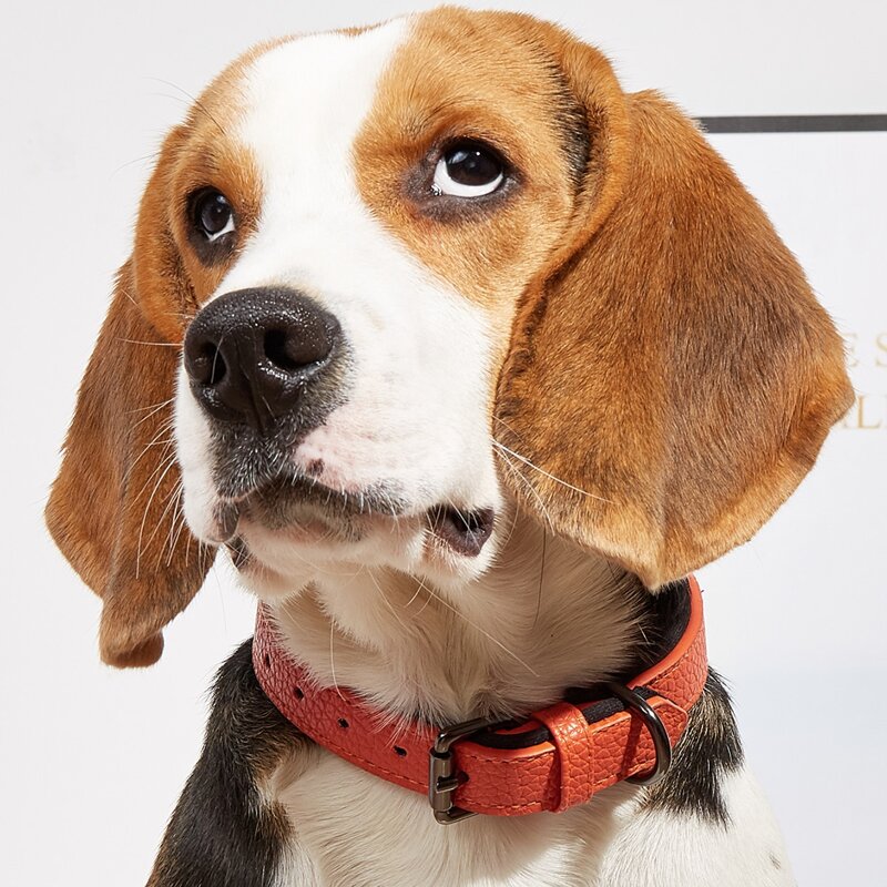 

1pc PU Buckle Pet Collar, Orange