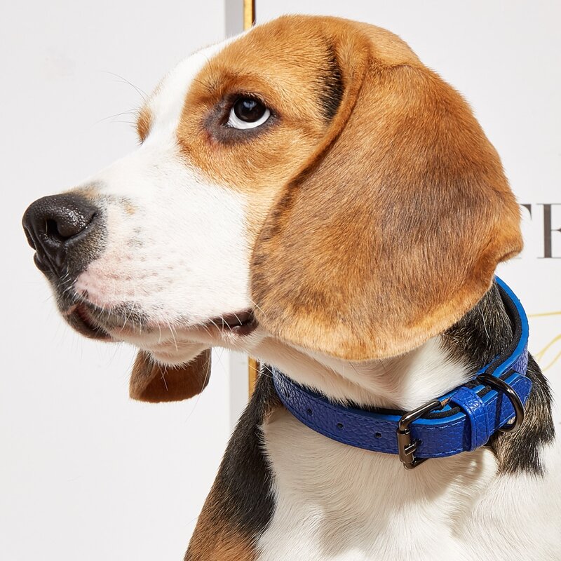 

1pc PU Buckle Pet Collar, Blue