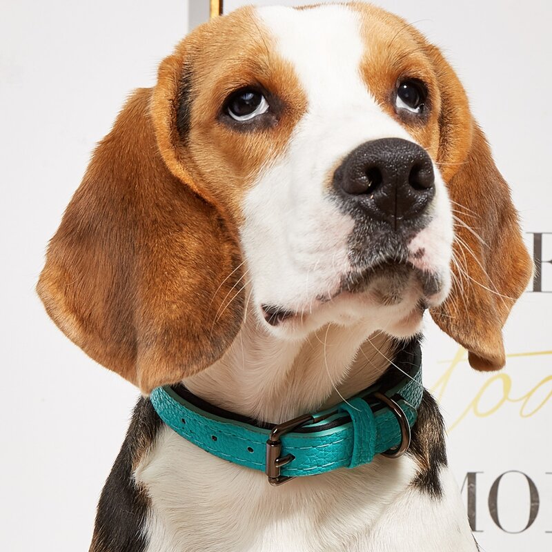

1pc PU Buckle Pet Collar, Green