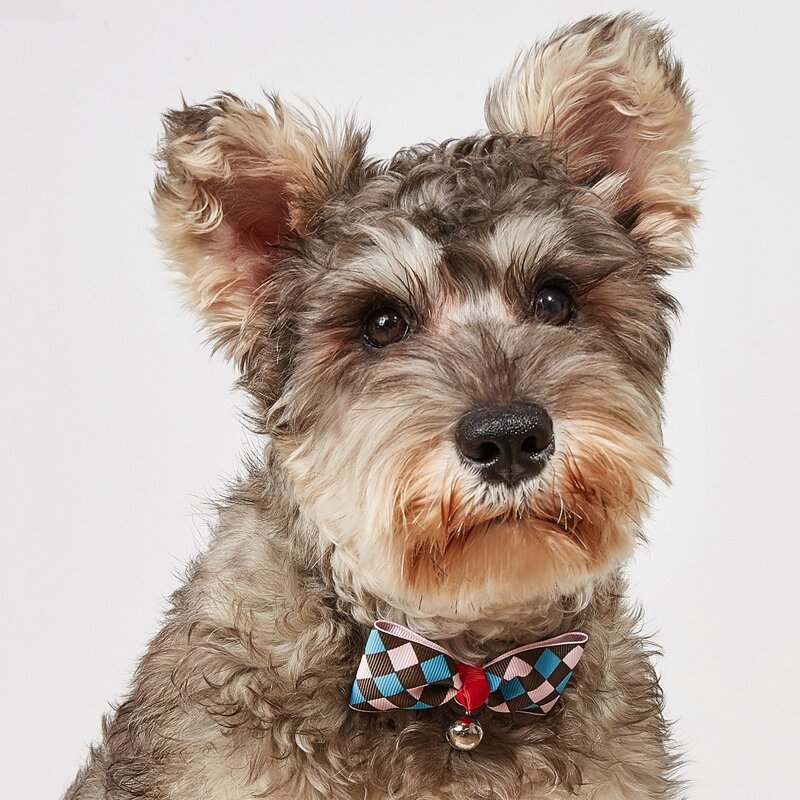 

Plaid Pattern Pet Bow, Multicolor