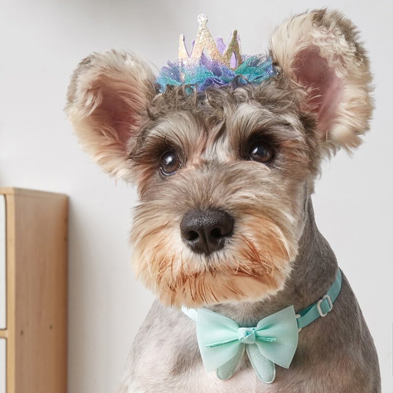 

1pc Pet Lace Crown & 1pc Pet Bow, Multicolor