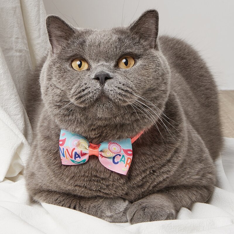 

Letter Graphic Pet Bow, Multicolor
