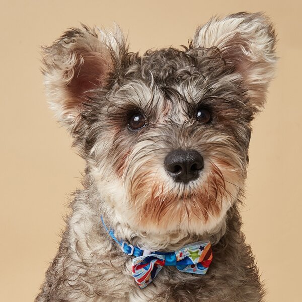 

Star Print Pet Bow, Blue