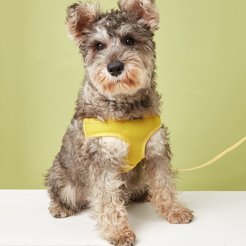 

1pc Plain Pet Harness & 1pc Pet Leash, Yellow