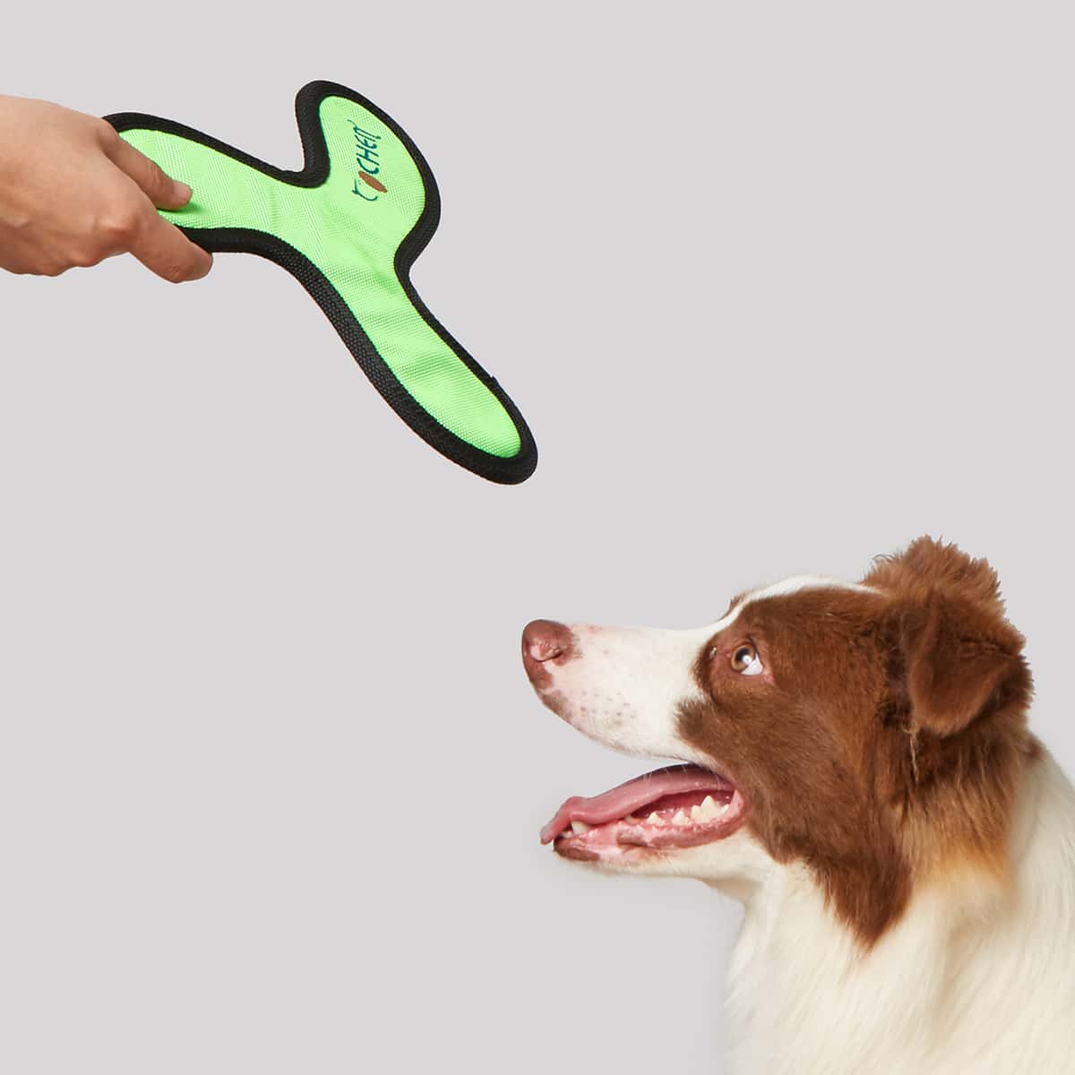 

1pc Pet Training Frisbee, Green