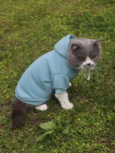 Толстовка для домашних животных - Милейшие товары для животных