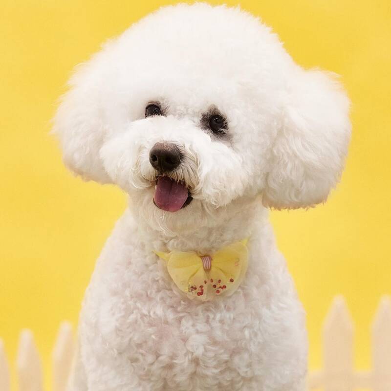 

Easter Mesh Pet Bow, Yellow