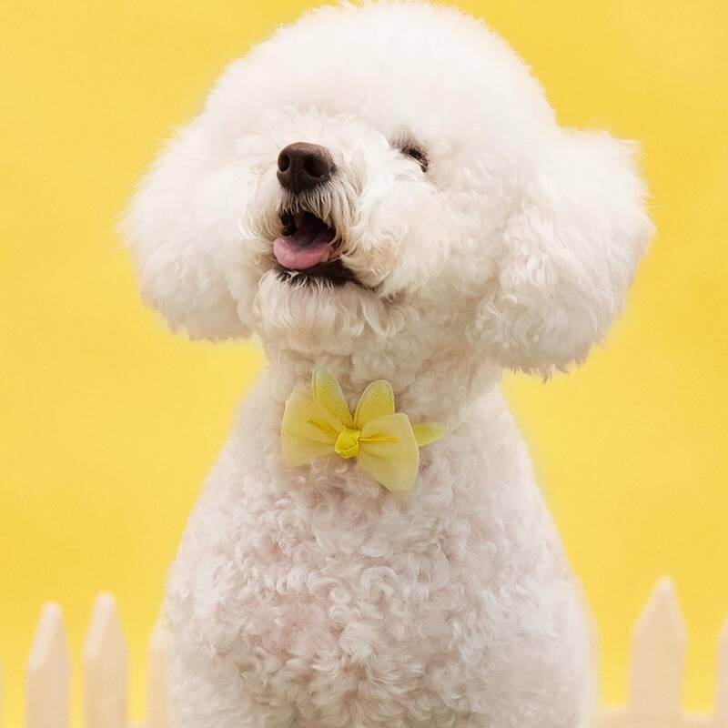

Rabbit Ear Detail Easter Pet Bow, Yellow
