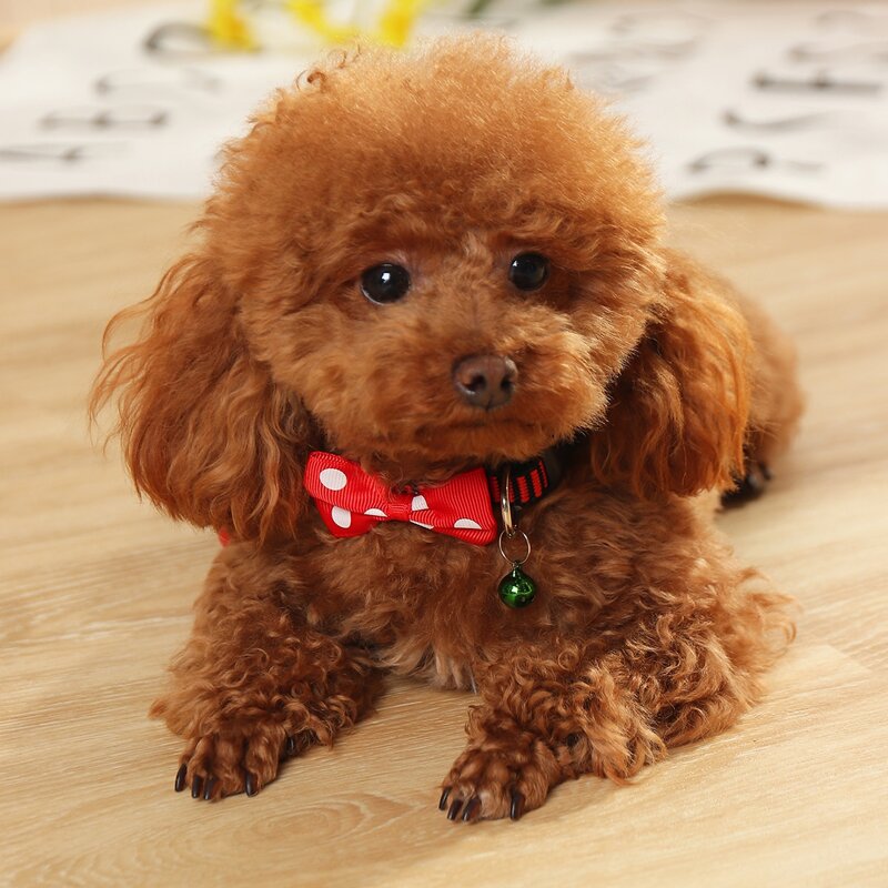 

Bow Detail Bell Pet Collar, Red