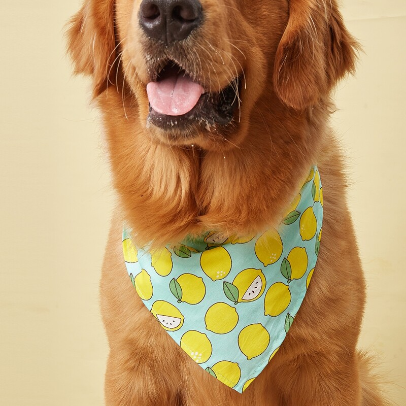 

Lemon Print Pet Bandana, Multicolor