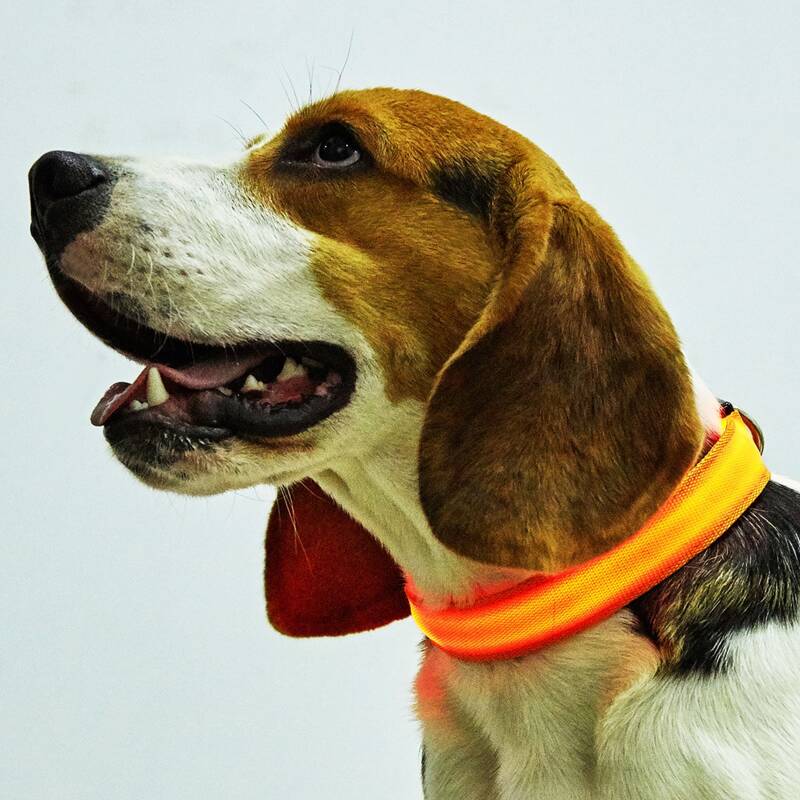 

LED Light Buckle Pet Collar With Battery, Orange