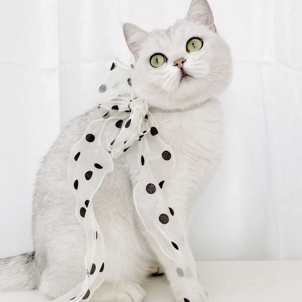 

1pc Polka Dot Pattern Pet Bow, White