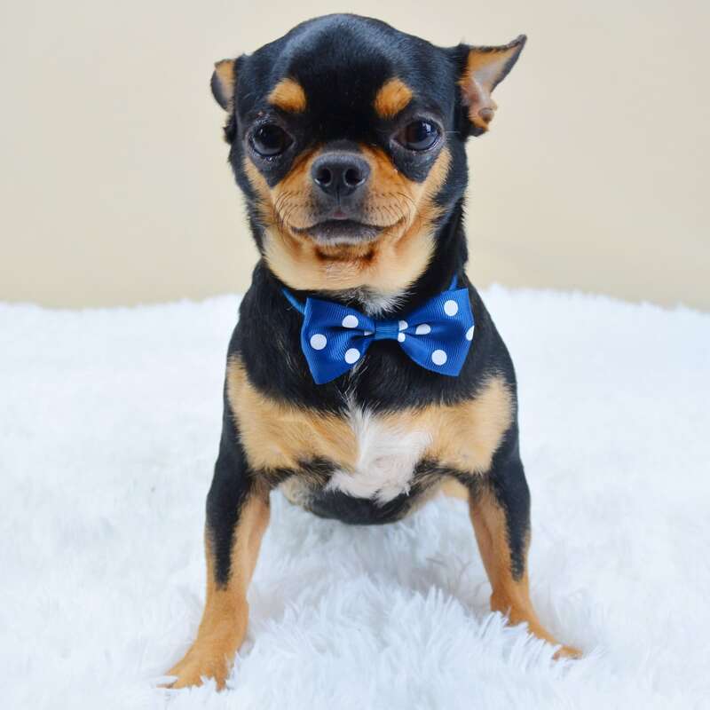 

Polka Dot Pattern Pet Bow, Blue
