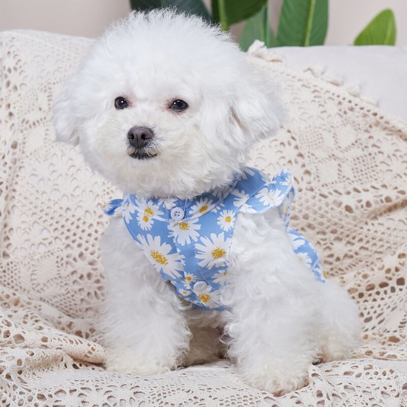 

Daisy Print Pet Dress, Blue