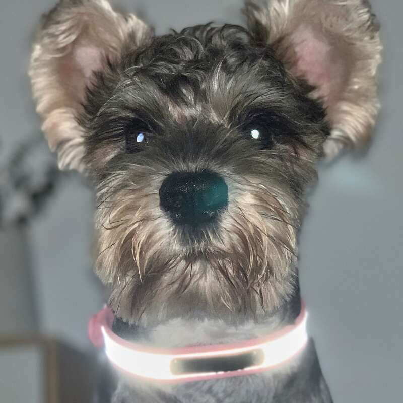 

1pc Reflective Pet Collar, Pink