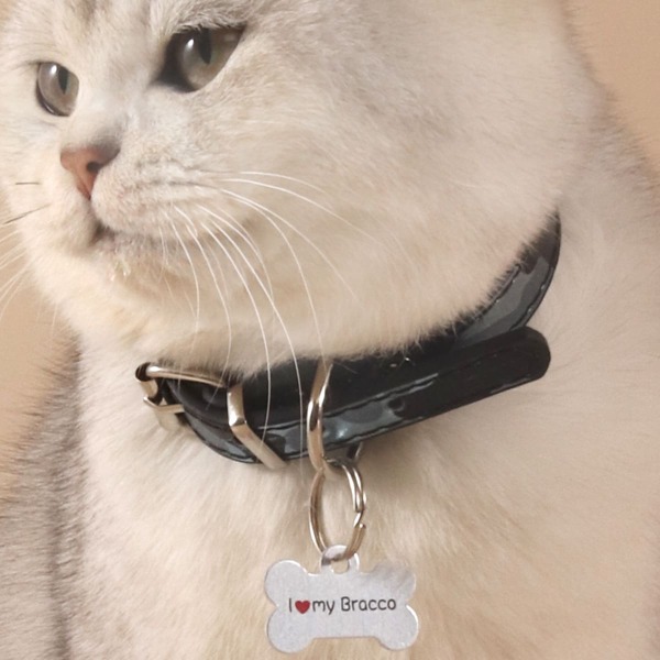 

Pendant Detail PU Pet Collar, Multicolor