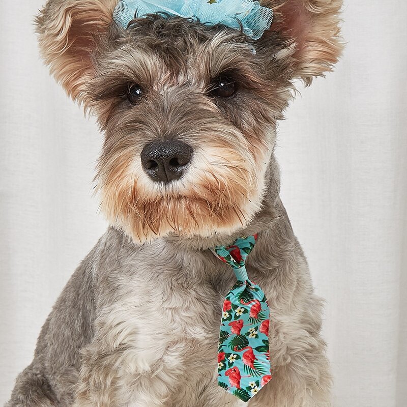 

1pc Pet Birthday Hat & 1pc Pet Tie, Blue