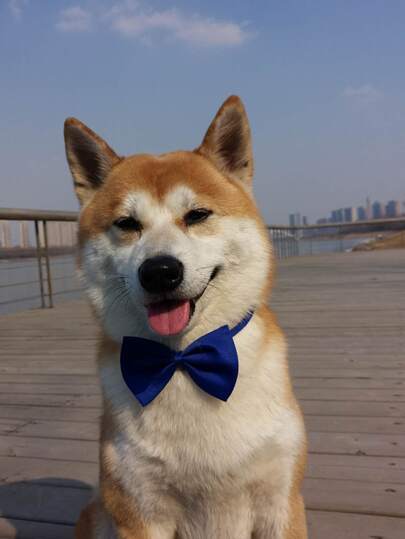 素色寵物蝴蝶結