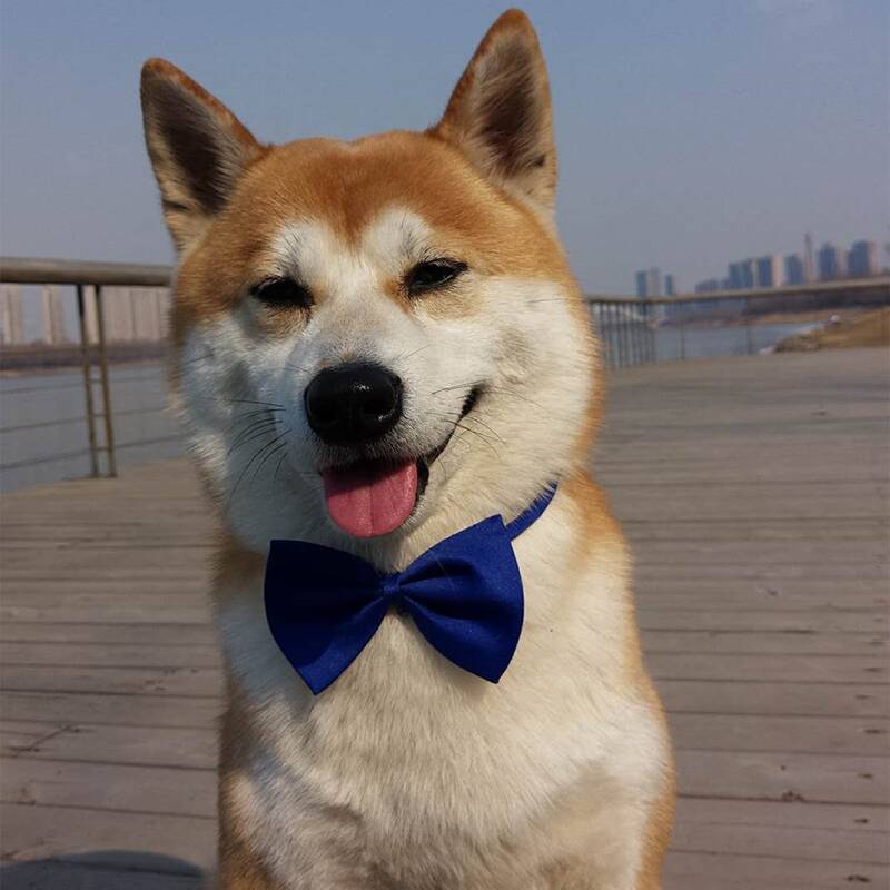 

Plain Pet Bow, Blue