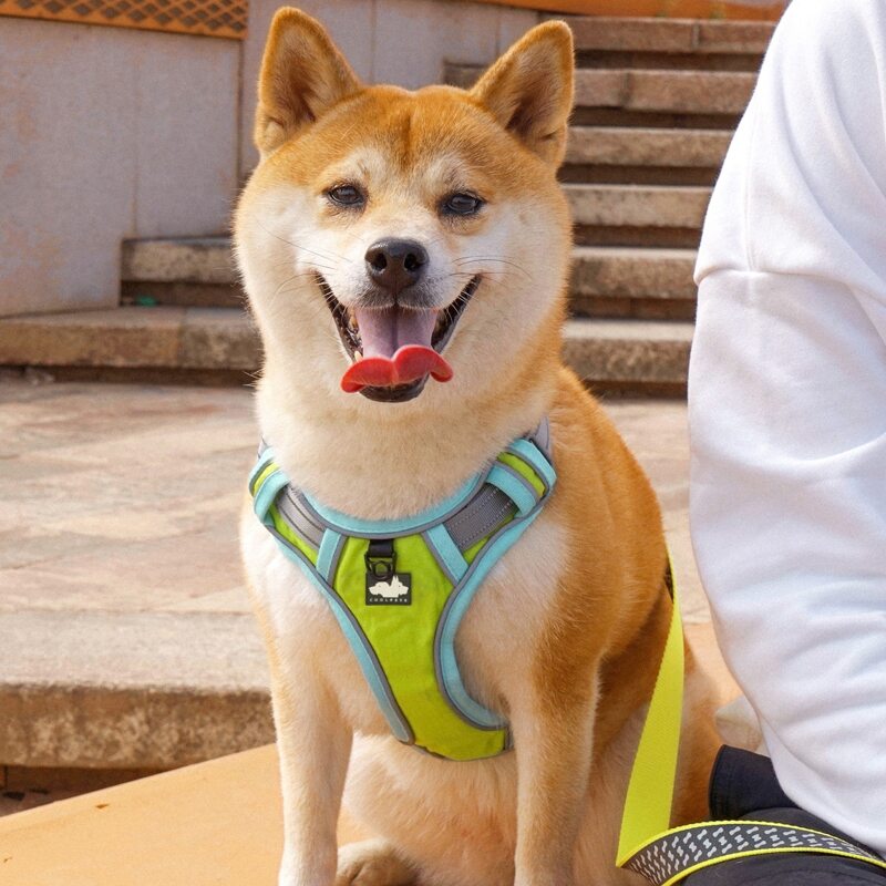 

1pc Color Block Pet Harness, Green