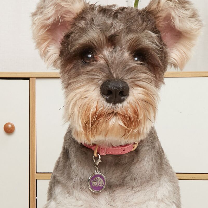 

1pc Dog Pattern Pendant Pet ID Tag, Purple