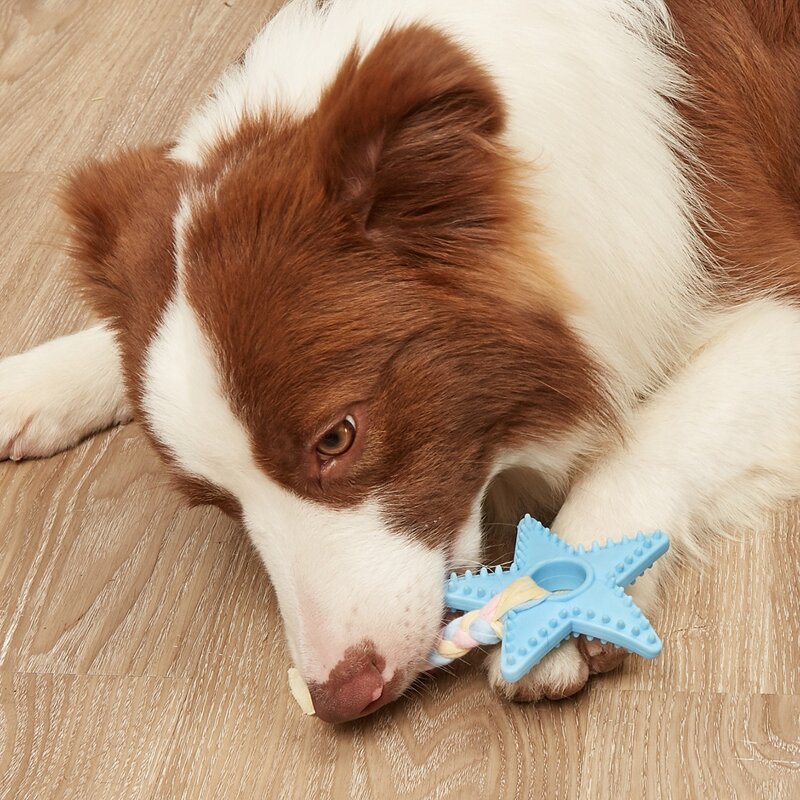 

Star Shaped Pet Chew Toy, Blue