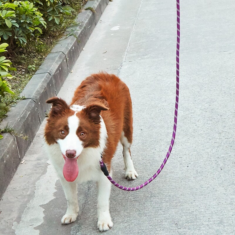 

Reflective Wire Pet Leash, Purple