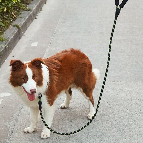 

Reflective Wire Pet Leash, Green