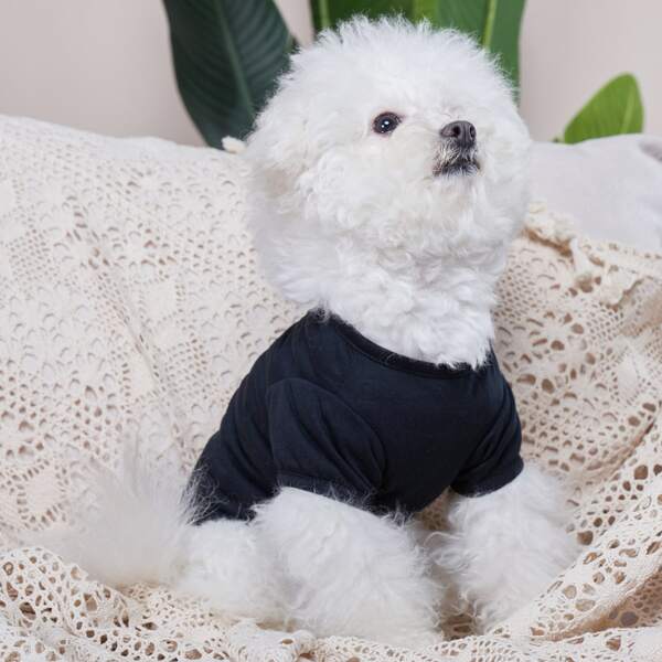 

Slogan Graphic Pet Tee, Black