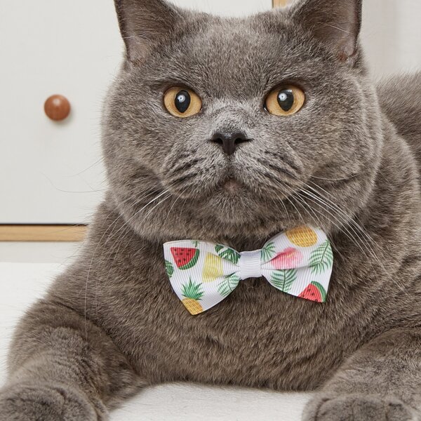 

Fruit Print Pet Bow, Multicolor