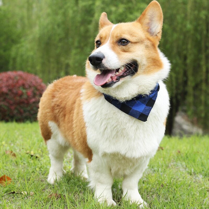 

Plaid Pattern Pet Scarf With Traction Buckle, Blue