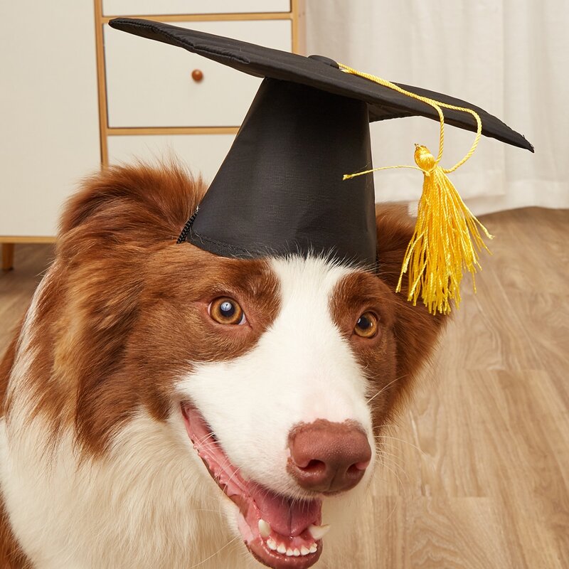 

1pc Pet Doctor Hat, Black