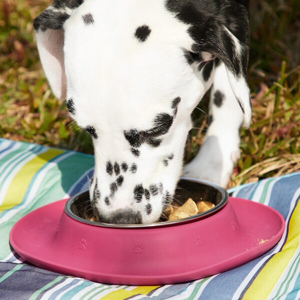 

1pc 2 In 1 Pet Bowl, Hot pink