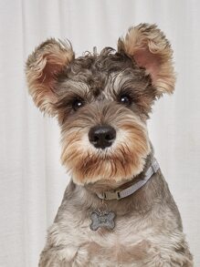 1pc Bone Shaped Glitter powder Pet ID Tag For Decoration - Silver - View 1