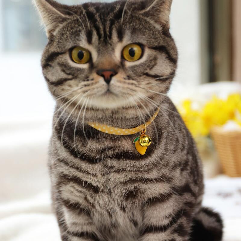 

Lemon Pendant Pet Necklace, Yellow